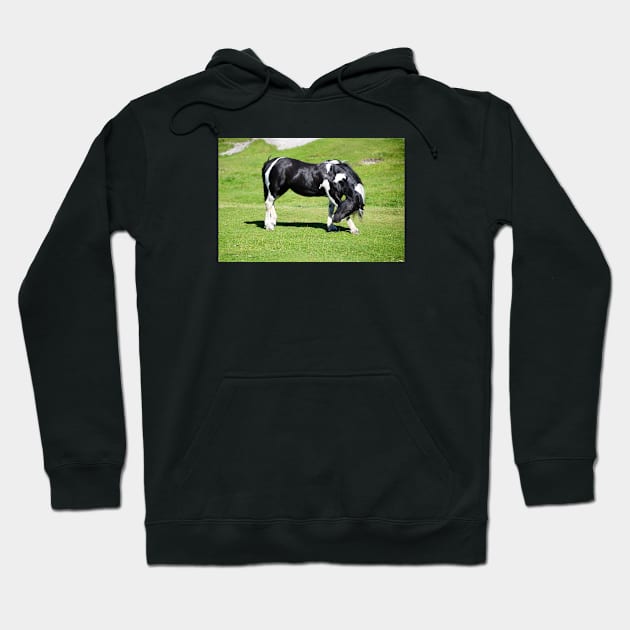 Horse / Swiss Artwork Photography Hoodie by RaphaelWolf